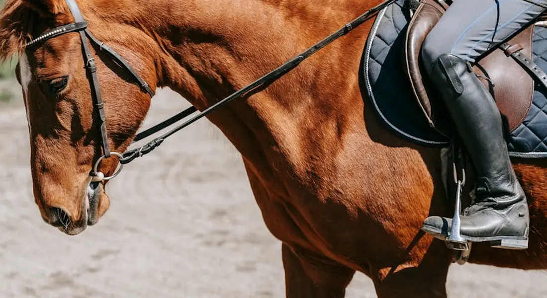 Close-up of a horse's head with bridle and reins, and a rider's boot in a western saddle, illustrating the balance and partnership in training.
