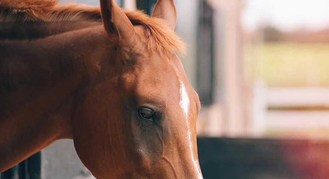 Close-up of a calm brown horse with a white blaze in its stall, bathed in soft natural light.