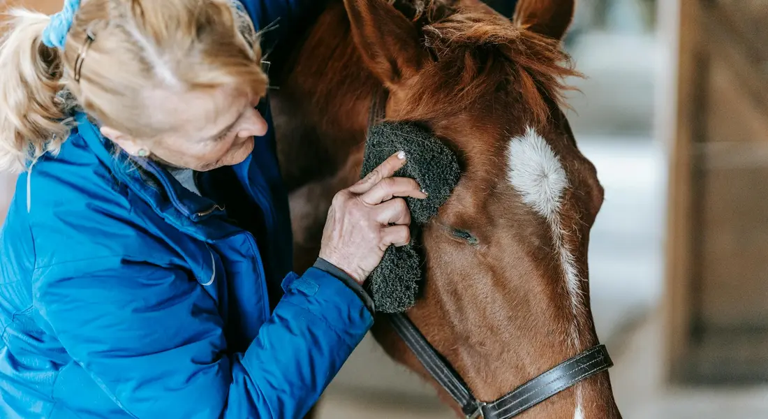 A person in a blue jacket gently cleans a brown rescue horse's face with a sponge, illustrating post-adoption care.