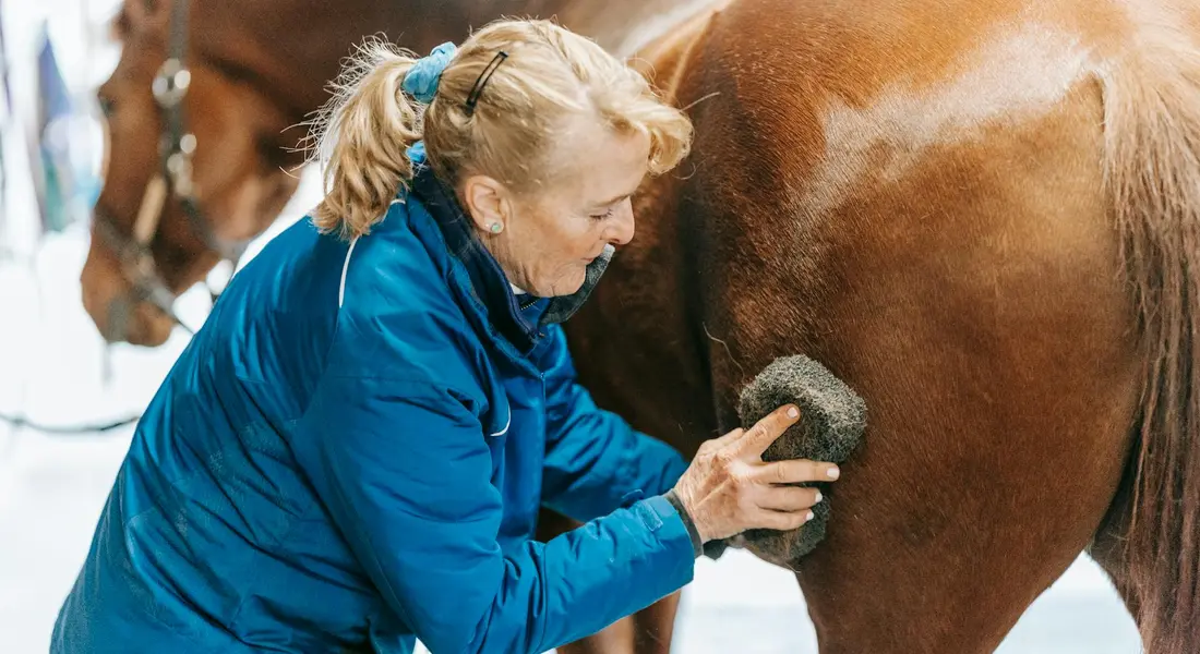 Close-up of a person in a blue jacket grooming a horse's hindquarters with a sponge.