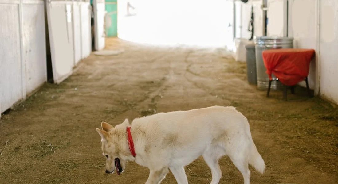 Light-colored dog with red collar standing in the center of a barn aisle with stalls on both sides.