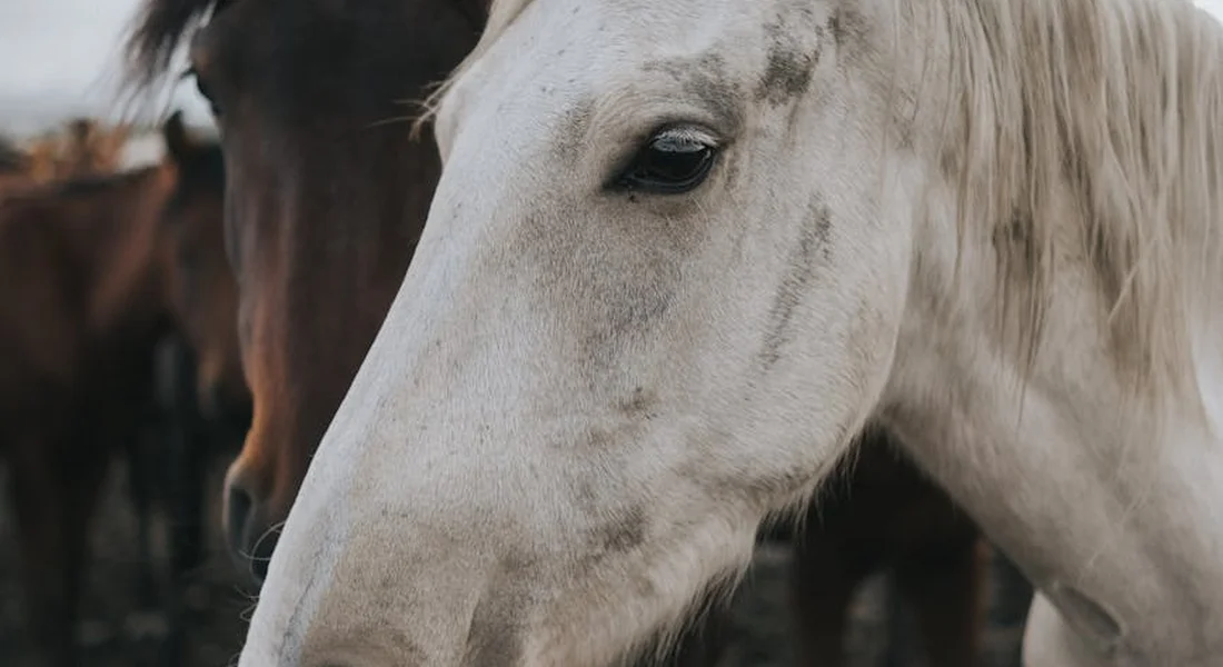 Close-up of a white/gray Saddlebred horse's head with a dark mane in the background.