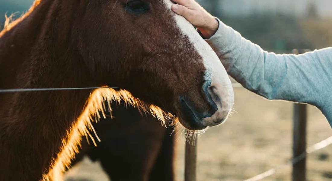 Close-up of a horse's head being gently touched by a person in a light gray sleeve, with a fence and warm light in the background.