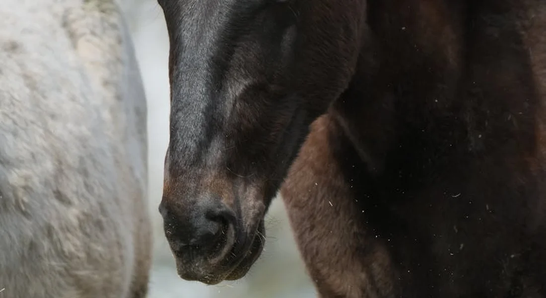Close-up of a dark senior horse's muzzle in a stable, highlighting careful handling during feeding.