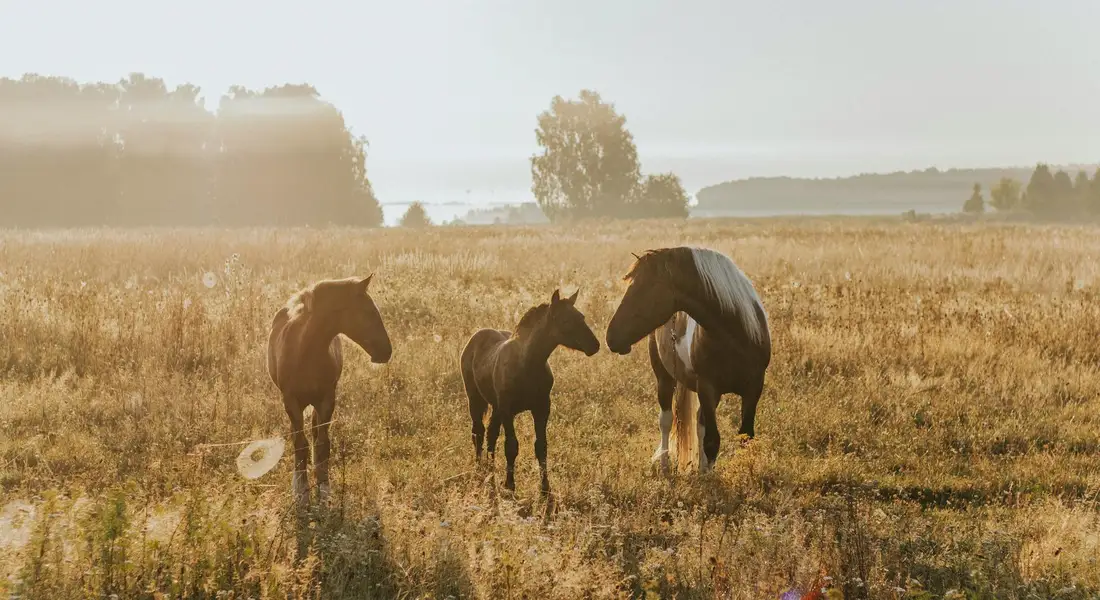 Three horses standing in a sunlit, open pasture with tall golden grass.