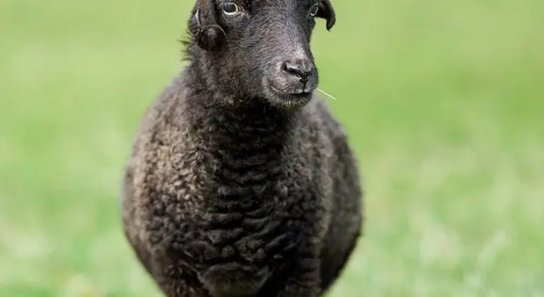 Close-up of a black sheep standing in a green grassy pasture