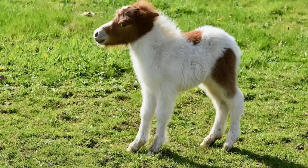 What is the Smallest Horse Breed in the World? A Care-Focused Guide for Owners