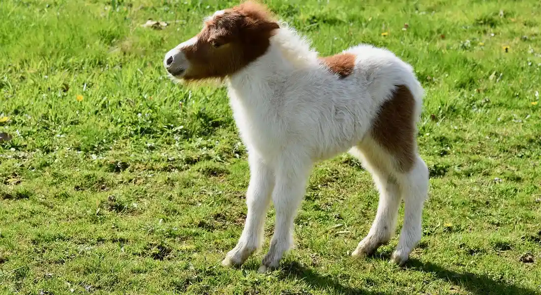 Young foal with white and brown patches standing on a grassy field