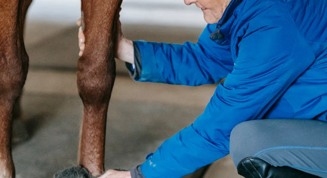 A handler in a blue jacket examines a horse’s hoof between farrier visits.