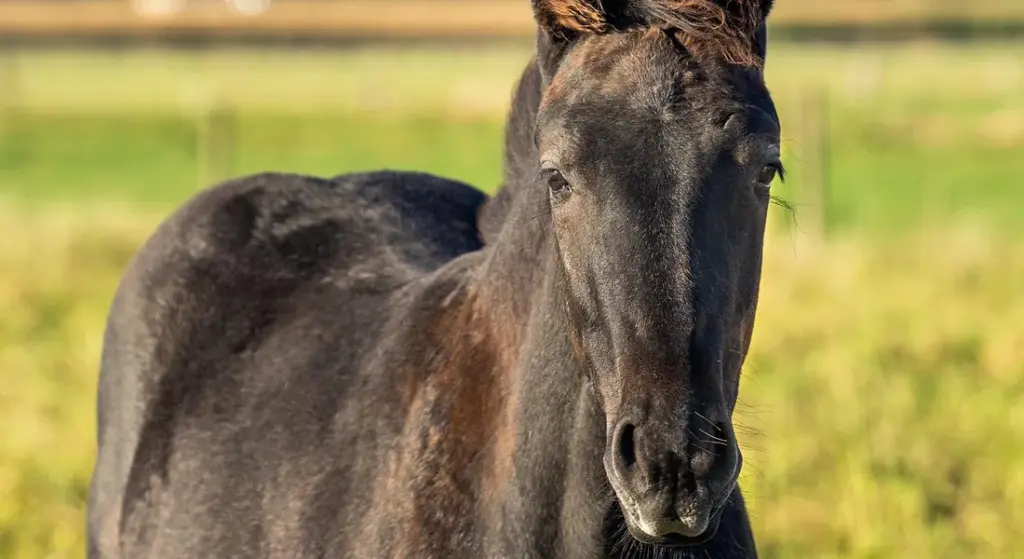 Your Complete Spring Horse Care Checklist: Shedding, Shots, and Pasture Prep