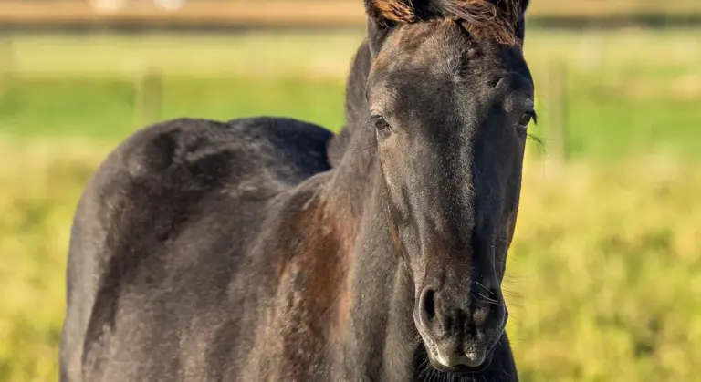 Close-up of a dark horse in a sunlit pasture