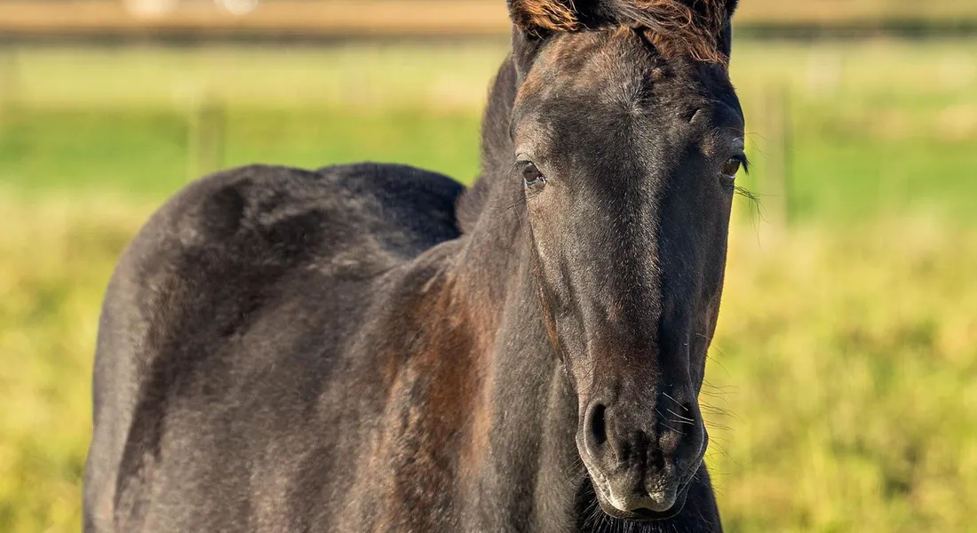 Close-up of a dark horse in a sunlit pasture