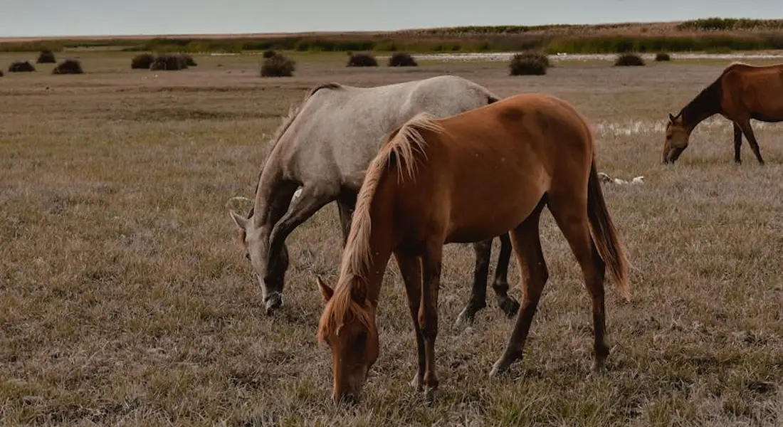 Two horses grazing in a dry spring pasture with distant hay bales in the background.