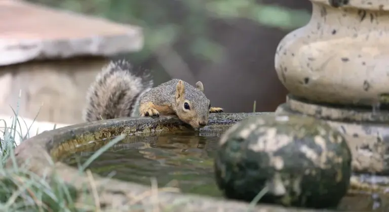 A gray squirrel drinking from a stone water basin in a garden setting.