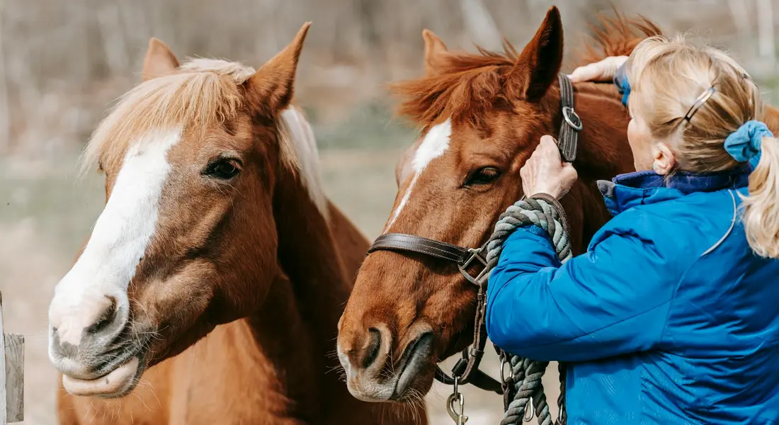 A person in a blue jacket adjusts the bridle of two brown horses standing together, illustrating stable care and management.