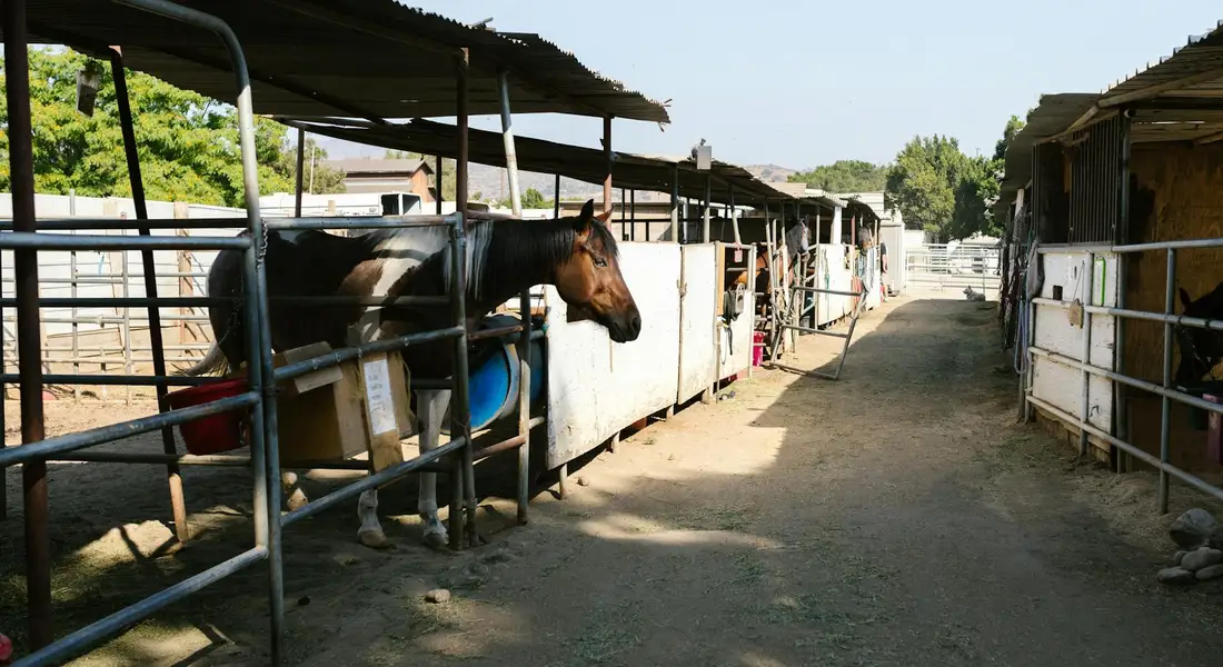 Horses in individual stalls along a sheltered stable row