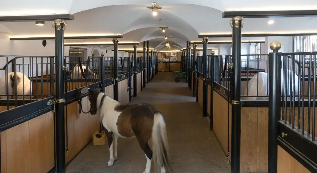 Teach Your Horse to Load in a Trailer: A Step-by-Step Guide for Calm and Confident Trailering