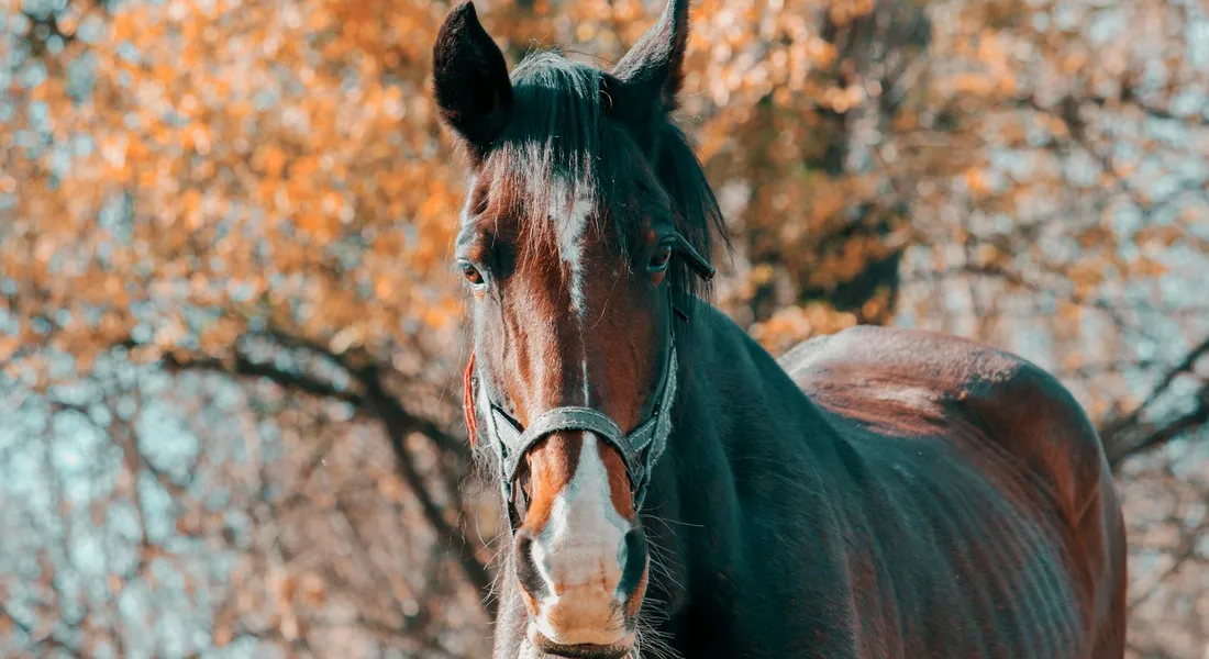 Close-up of a stallion's head and chest with autumn trees in the background.
