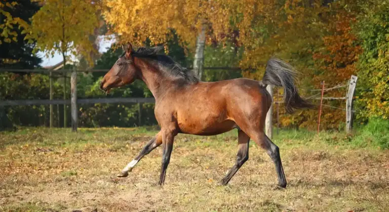 A brown stallion trotting across a grassy field with autumn trees in the background.