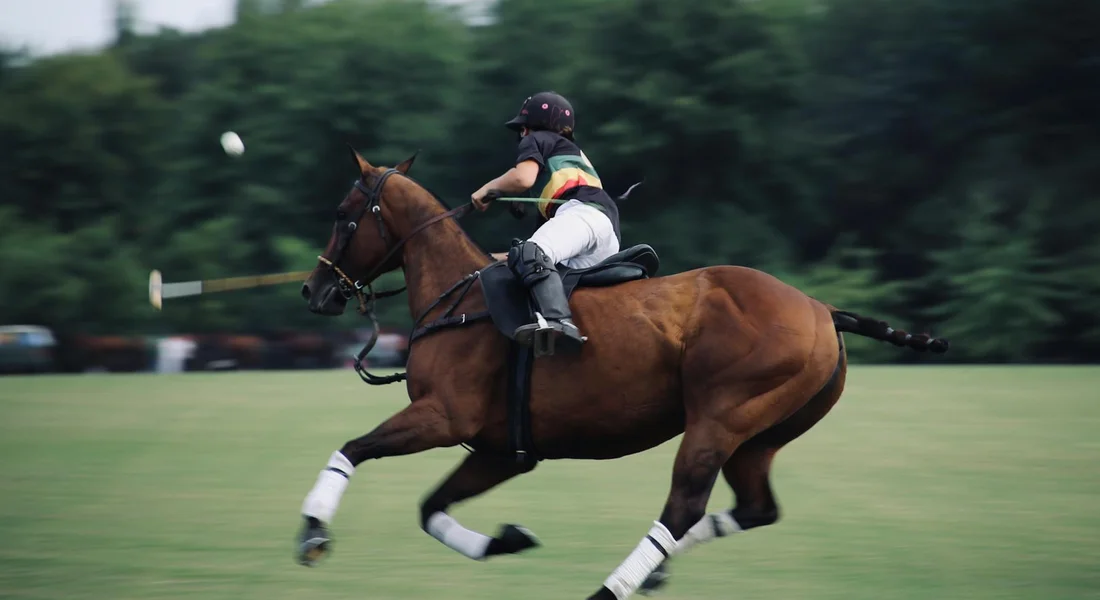 A rider in a helmet and protective vest on a brown stallion with white leg wraps gallops across a grassy field, approaching a small obstacle.