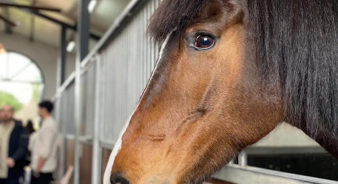Close-up view of a horse inside a stable with a blurred background.
