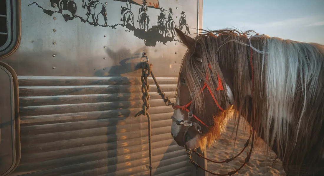 Side view of a horse wearing a rope halter with red accents, tethered to a silver horse trailer, ready for loading.
