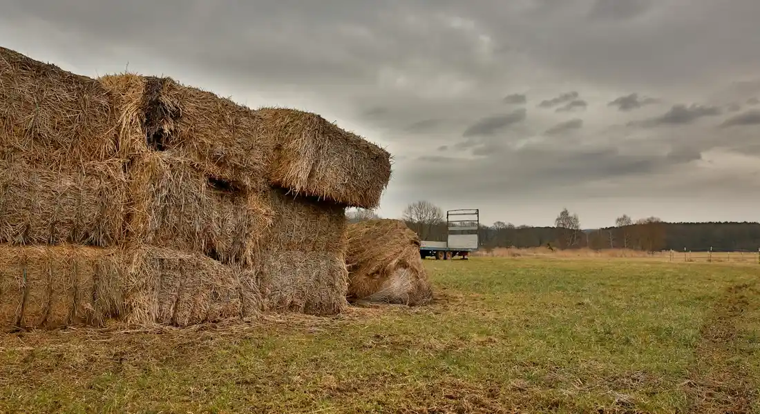 Field with large stacks of straw bales on the left and a trailer in the distance under a gray cloudy sky