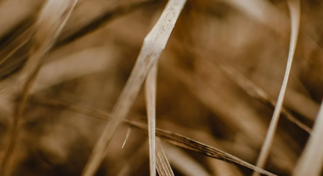 Close-up of dry straw strands with warm brown tones