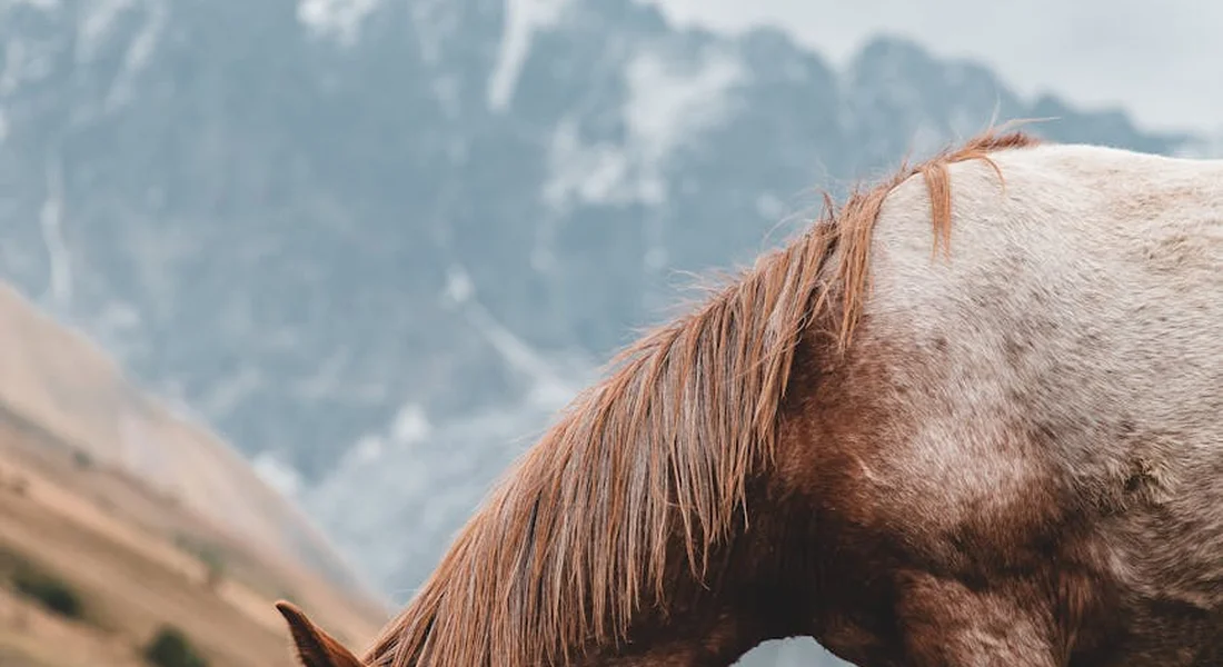 Close-up of a stud horse's head and mane with rugged mountains in the background.