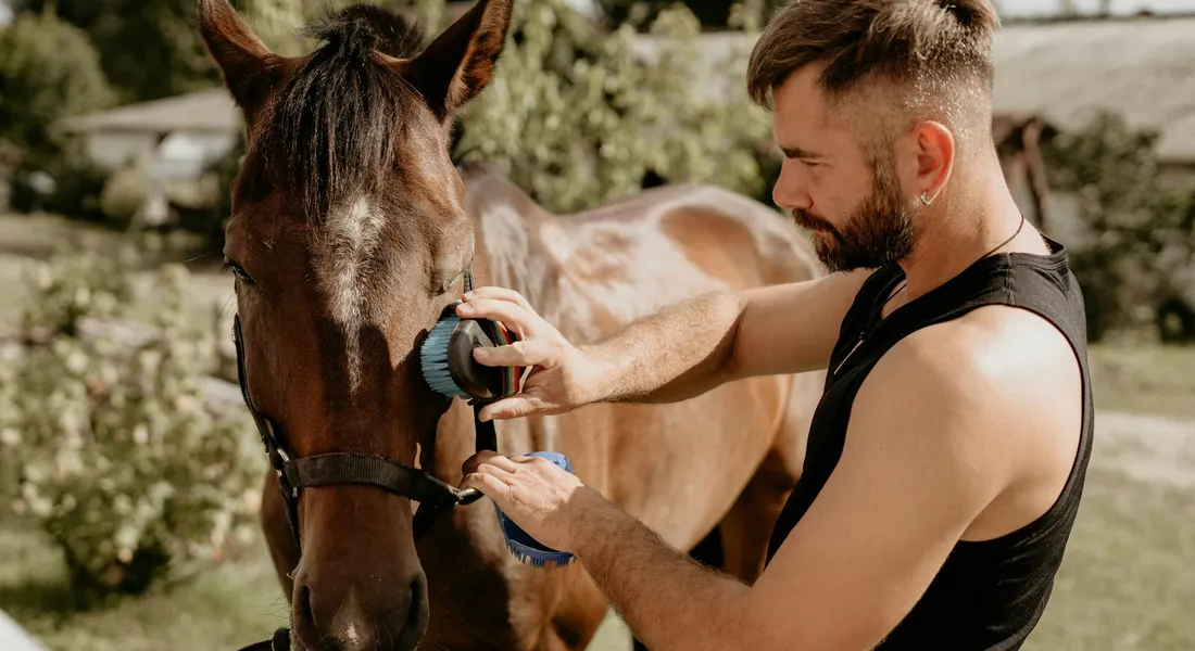A man in a sleeveless shirt grooms a horse outdoors, applying a spray near the horse's muzzle as part of a summer grooming routine.