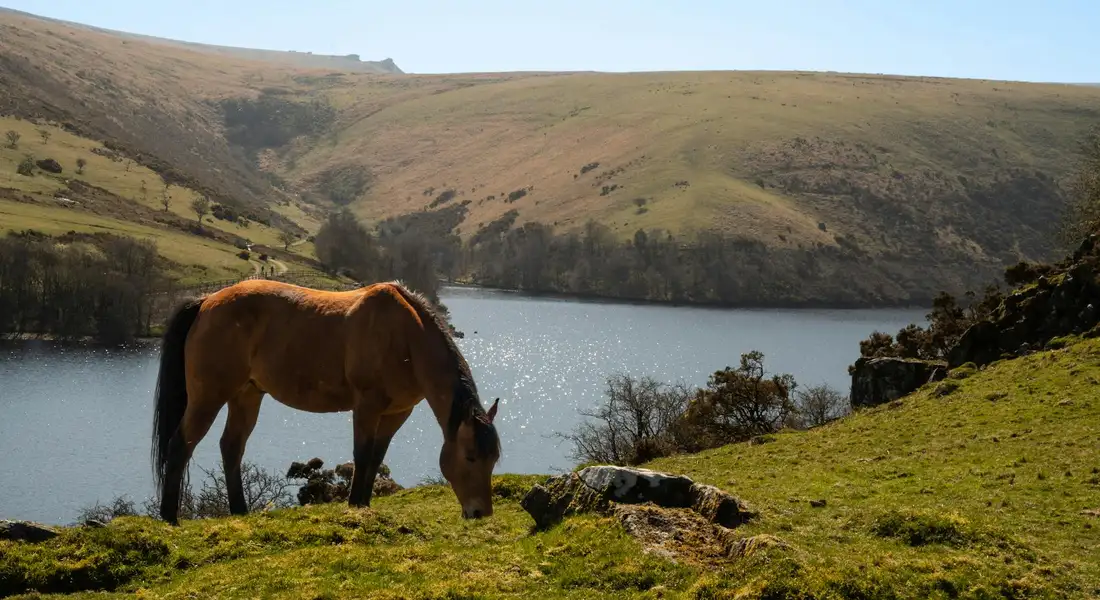 A horse grazing on a grassy hillside beside a calm lake with rolling summer hills in the background.