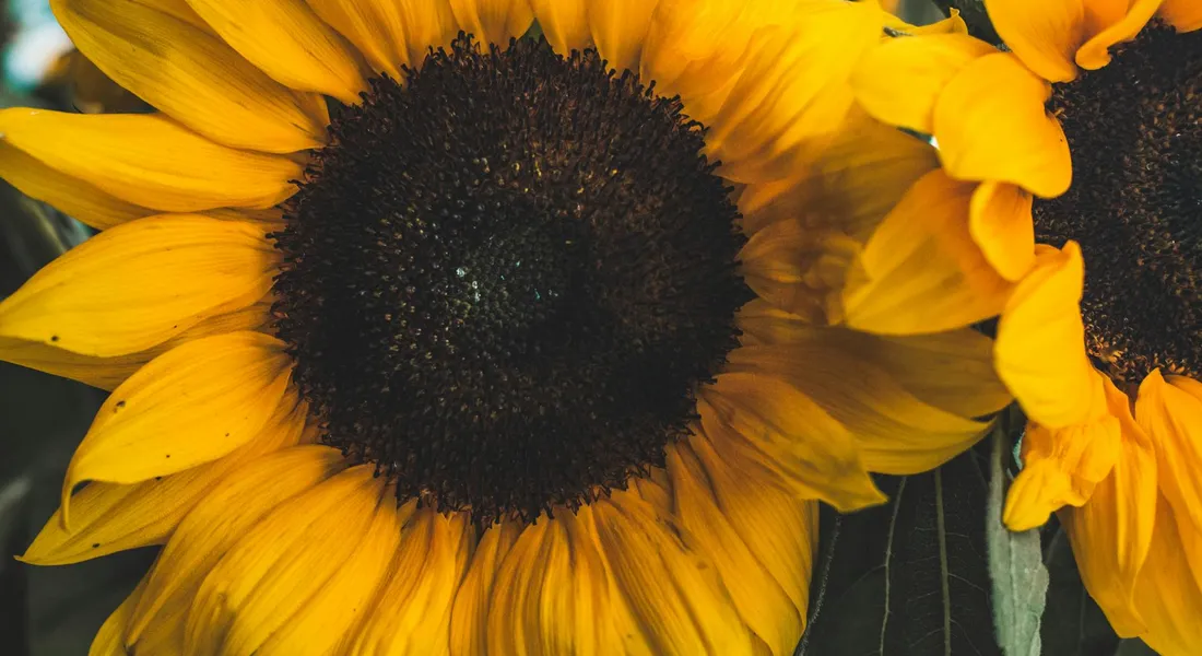 Close-up of bright yellow sunflowers with dark centers
