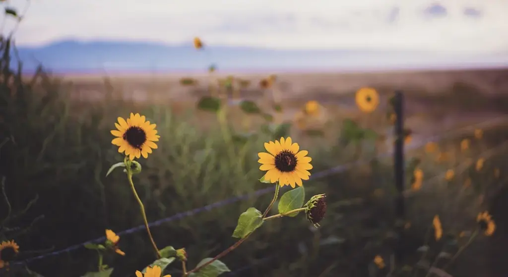 What Are the Best Types of Fencing for Horses? (Pros and Cons)