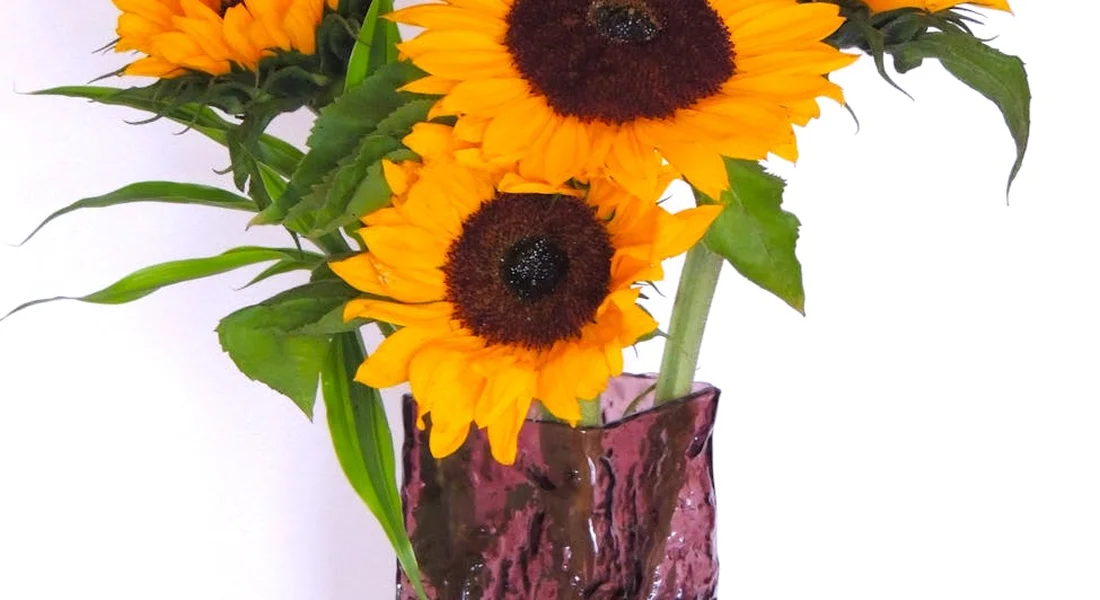 Bright yellow sunflowers with dark centers in a purple glass vase against a white background.