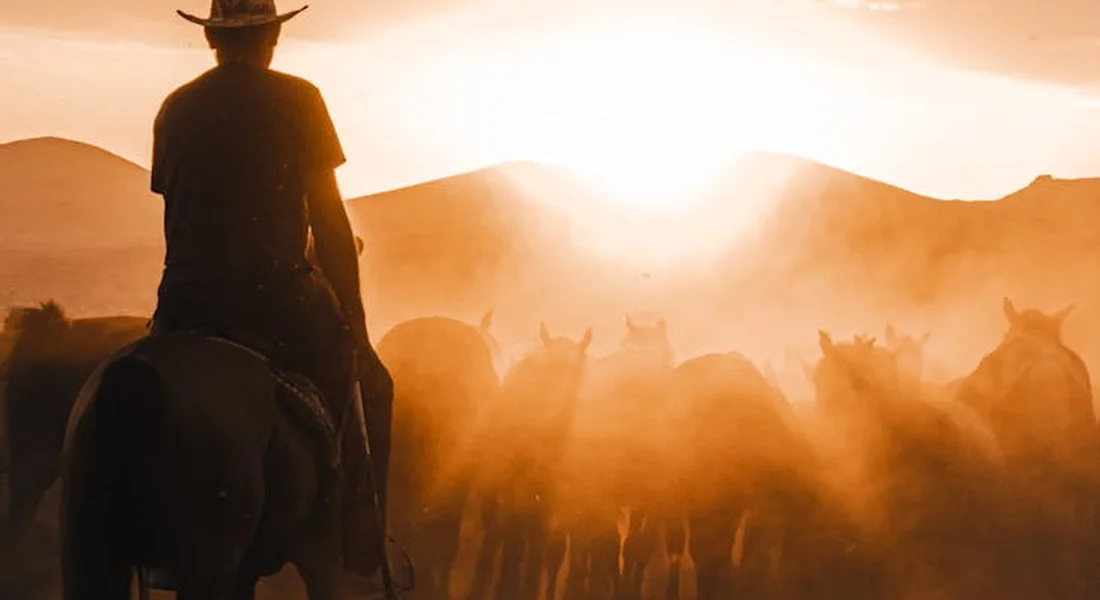 Silhouette of a rider on a horse at sunset with a dusty herd of cattle in the background.