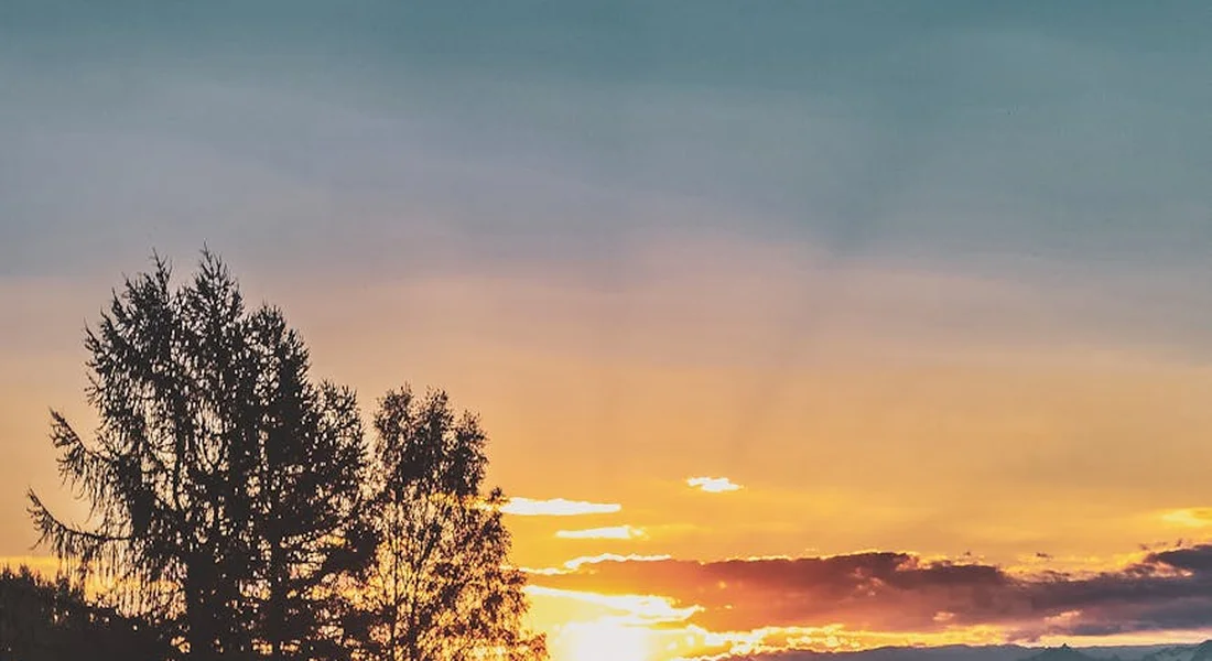 Silhouetted trees against a warm sunset, symbolizing calm, steady leadership