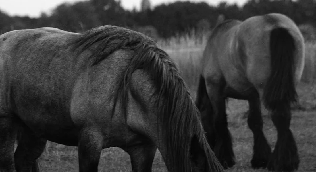 Two horses grazing in a pasture, in grayscale