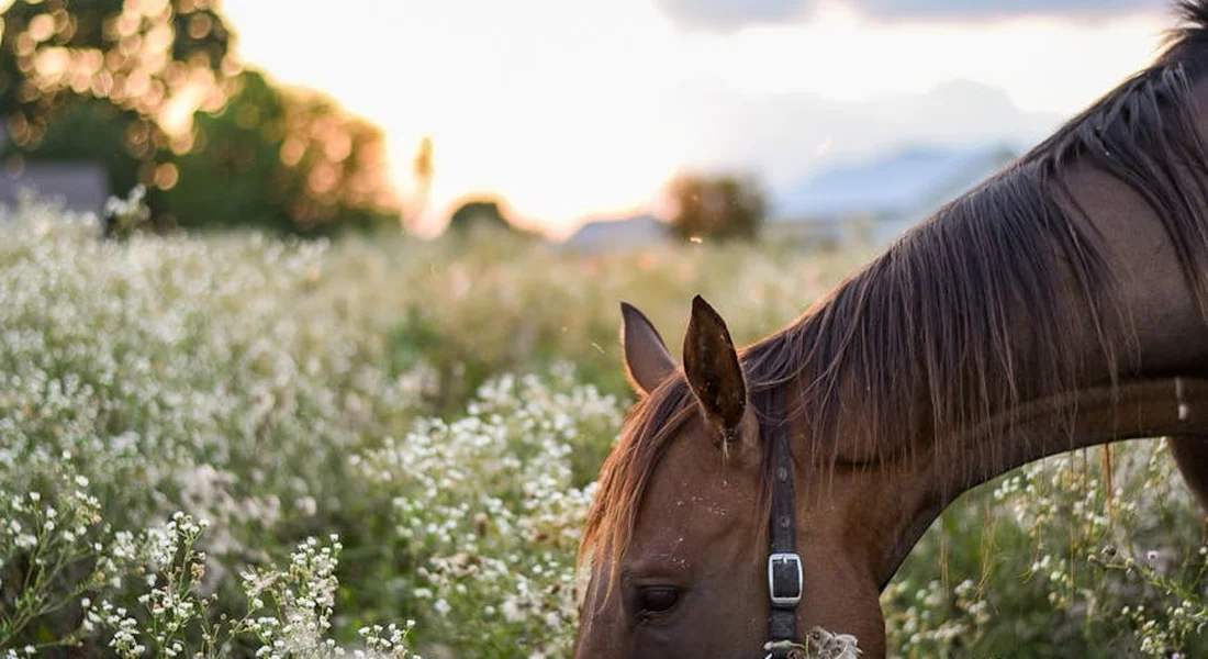 Horse grazing in a sunlit meadow with white wildflowers and a warm sunset in the background.