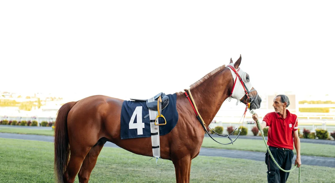 Chestnut Thoroughbred horse wearing a blue racing saddlecloth with the number four, led by a handler in a red shirt on a grassy track.