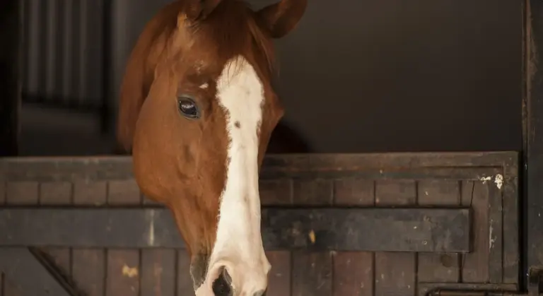 Head of a chestnut horse with a white blaze standing in a stable