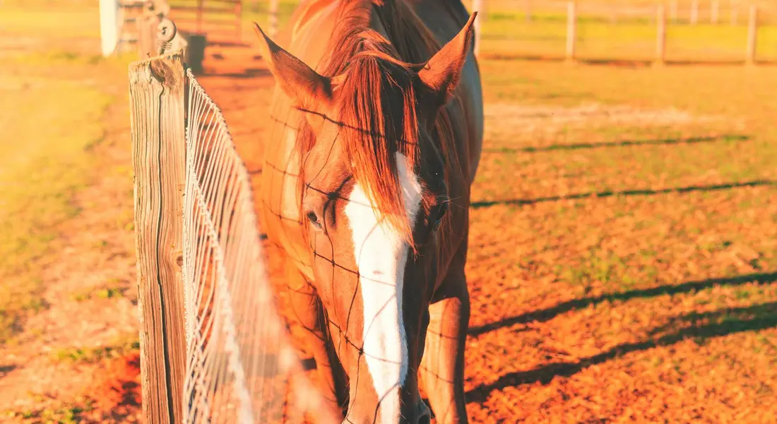 Close-up of a chestnut Thoroughbred with a white blaze, head near a wooden fence in a sunlit paddock.