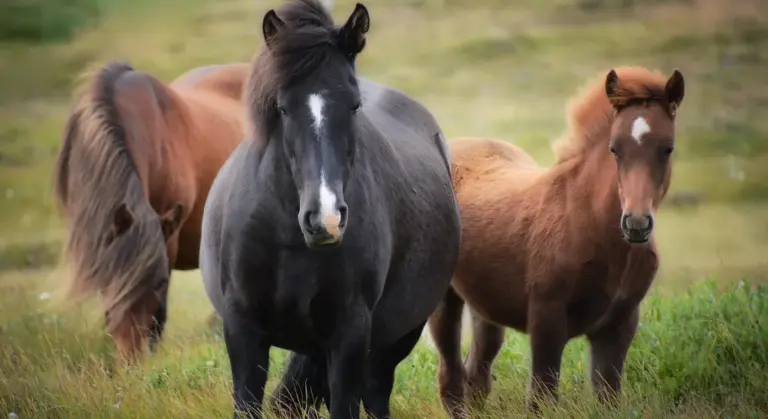 Three cob-type horses standing in a grassy field, with a dark central horse flanked by lighter-colored horses on either side, looking toward the camera.