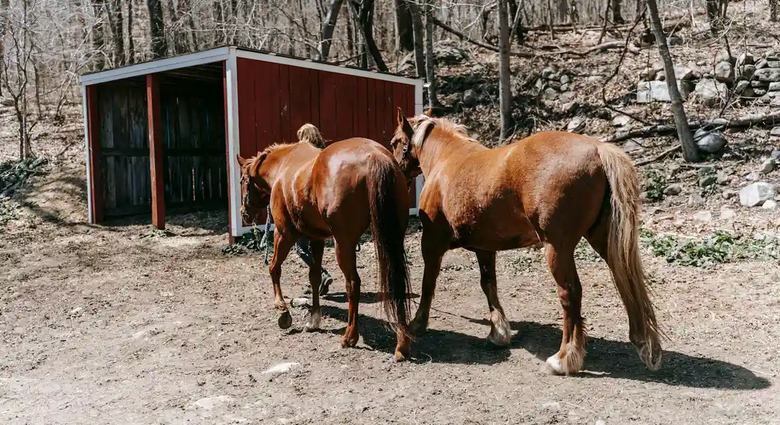Three horses stand near a small wooden shelter in a dry, rocky paddock.