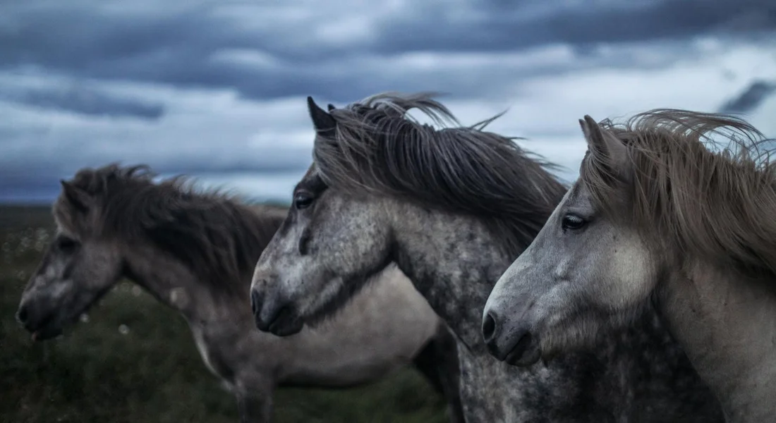 Three horses running side by side in a windy, overcast landscape.