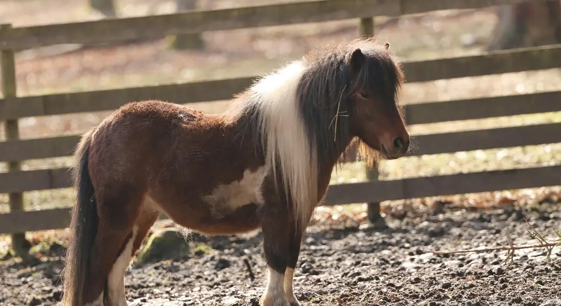 A small pony with a brown and white coat and a long white mane stands near a wooden rail fence in a dirt turnout.