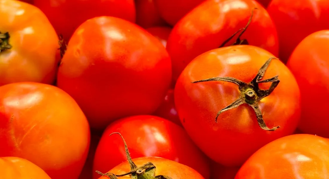 Close-up view of ripe red tomatoes, highlighting a potential nightshade source for horses.
