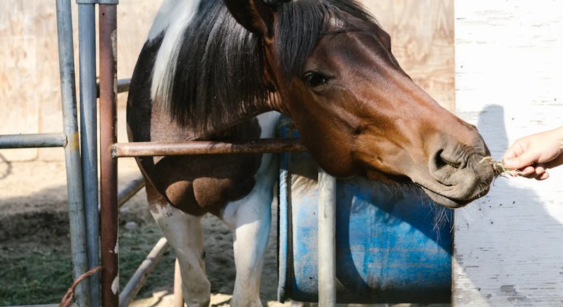 Horse reaching for food from a handler at a feeding area, illustrating dangerous feeding habits
