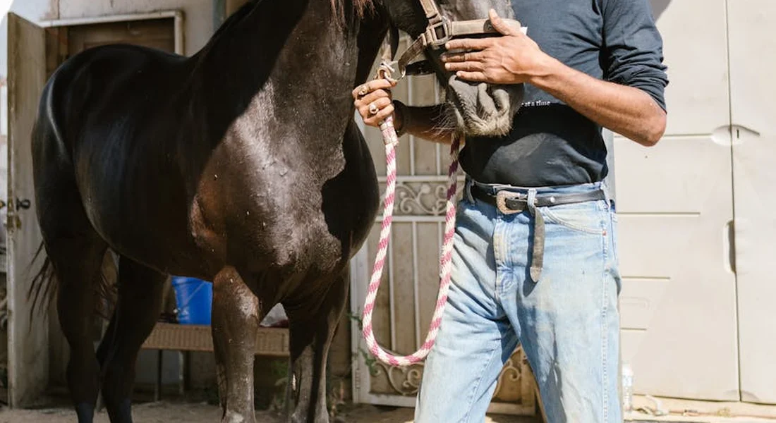 A person standing beside a haltered horse in a stable doorway, preparing the area as part of seasonal habitat adjustments.