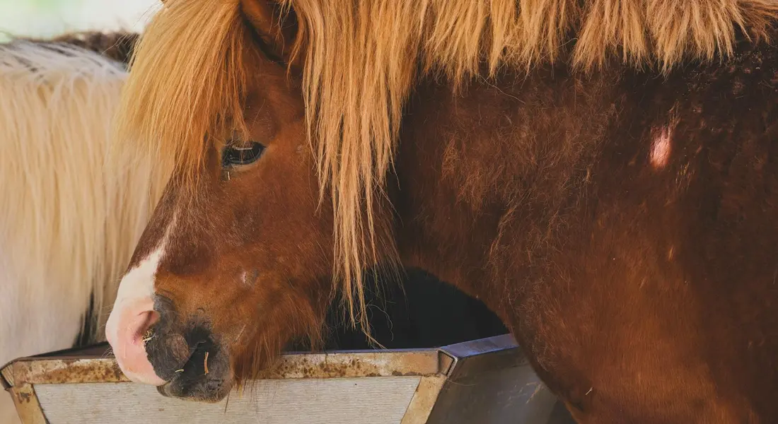 Close-up of two horses feeding from a trough, illustrating a calm moment during a feed transition.