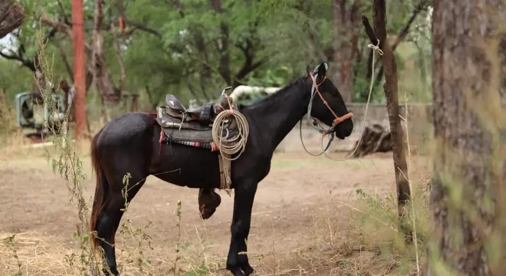 Treeless vs. Treed Saddles: Choosing for Horse Comfort and Rider Security